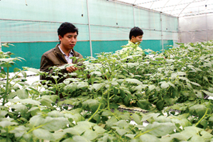Trung tâm ứng dụng khoa học và công nghệ (Sở Khoa học và Công nghệ)  trồng khoai tây chất lượng cao bằng công nghệ khí canh.