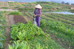 Nông dân xóm Đằm, xã Dân Chủ (TP Hoà Bình) chăm sóc các loại rau vụ xuân.
