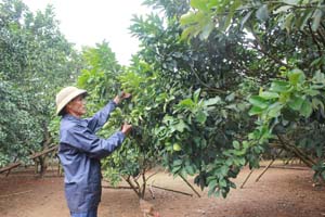 Ông Bùi Văn Ló, xóm Đồng Tiến, xã Đông Lai (Tân Lạc) chăm sóc vườn bưởi đỏ sau  thu hoạch,  chuẩn bị cho cây ra hoa vụ mới.