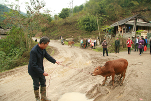 Hộ nghèo xã Phúc Sạn (Mai Châu) được Kho bạc Nhà nước tỉnh  tặng bò giống, tạo điều kiện phát triển kinh tế.
