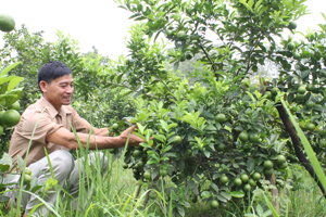 Nông dân xã Hòa Sơn (Lương Sơn) ứng dụng tiến bộ KH-KT, đầu tư trồng cây có múi mang lại giá trị kinh tế cao. Bình quân thu nhập.đầu người toàn xã đạt trên 24 triệu đồng/năm.

