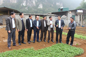 Đồng chí Bùi Văn Cửu, Phó Chủ tịch Thường trực UBND tỉnh tìm hiểu tình hình Liên kết đối tác trồng và tiêu thụ cây Cà gai leo tại xóm Ráng (Đa Phúc)

