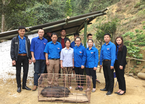 Chi đoàn Ban dân tộc tỉnh trao đôi lợn giống cho gia đình ông Bạch Công Thảm, xóm Đúp, xã Tú Sơn (Kim Bôi)

