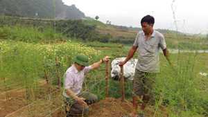 Cán bộ hội nông dân xã Cố Nghĩa, Lạc Thủy trao đổi kinh nghiệm trồng măng tây với hội viên nông dân.