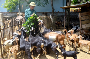 Với việc đầu tư phát triển đàn dê lên đến hàng chục con, bình quân mỗi năm, gia đình ông Bùi Văn Lực, xóm Yên Mu, xã Lạc Lương (Yên Thủy) có nguồn thu từ 80 - 100 triệu đồng.

