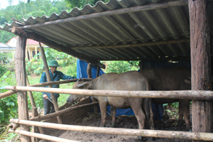 Người dân xõm Bãi Thượng, xã Yên Thượng chuyển tập quán chăn thả gia súc sang nuôi nhốt, phát triển chăn nuôi.