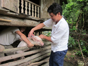 Cán bộ Trạm thú y thành phố Hòa Bình  tiêm phòng vắcxin cho đàn lợn tại xã Sủ Ngòi.