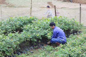 Người dân xã Xuất Hóa (Lạc Sơn) chuẩn bị giống cây dổi phục vụ trồng rừng năm 2016 theo kế hoạch.