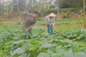 HTX nông - lâm nghiệp Thống Nhất (TP Hòa Bình) đang là một trong những HTX nông nghiệp kiểu mới tiêu biểu của tỉnh, rất thành công với mô hình trồng rau an toàn, mang lại thu nhập cao và ổn định cho các xã viên.