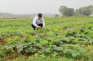Ông Bùi Văn Tình, xóm Chiềng, xã Liên Vũ (Lạc Sơn), đang chăm sóc vườn bí xanh lấy quả rộng 3000 m2 của gia đình.
