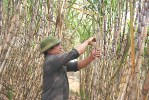 Anh Bùi Văn Tường, xóm Đảy, xã Yên Lập (Cao Phong) chăm sóc vườn mía trắng của gia đình.