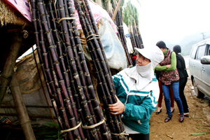 Cây mía tím góp phần cải thiện cuộc sống người dân vùng Đại Đồng (Lạc Sơn).  ảnh: Người dân xã Yên Nghiệp giới thiệu sản phẩm mía tím cho khách hàng.