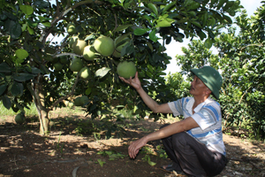 Các thành viên tổ vay vốn Quỹ Hỗ trợ nông dân xóm Đại Đồng, xã Ngọc Lương (Yên Thủy) có điều kiện mở rộng diện tích trồng bưởi Diễn.