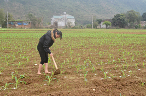 Thực hiện Nghị quyết Đại hội Đảng bộ xã, nhân dân xóm Tiền Phong, xã Yên Bồng (Lạc Thủy) đã  đẩy mạnh chuyển đổi cơ cấu cây trồng có giá trị hàng hóa cao.