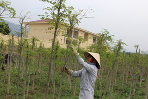 Nông dân xã Dân Chủ (TP Hòa Bình) phát triển mô hình trồng cây chùm ngây bước đầu cho hiệu quả kinh tế khá. 


