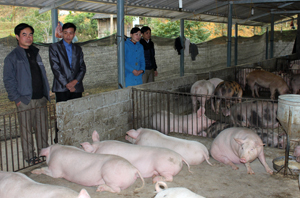 Lãnh đạo xã Bắc Sơn thăm mô hình chăn nuôi của gia đình  anh Bùi Văn Sự tại xóm Hồi.