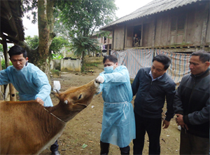 Huy động các lực lượng kiểm tra trâu, bò nghi ốm tại xã Phú Cường.