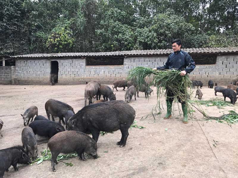 Thanh Hóa Thu đều 30 triệu đồngtháng từ chăn nuôi lợn rừng gà rừng