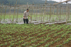 Nông dân xã Văn Nghĩa đã phát triển sản xuất từ vốn vay của Ngân hàng NN&PTNT huyện Lạc Sơn
