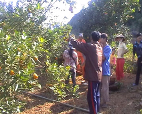 Vườn cam của gia đình ông Lê Văn Tịnh cho thu nhập trên 200 triệu đồng.