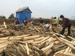 Phát triển mạnh kinh tế rừng là giải pháp quan trọng của huyện Cao Phong nhằm giải quyết việc làm và nâng cao thu nhập cho lao động địa phương.