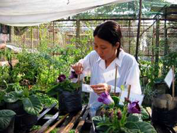 Nghiên cứu viên Lã Thị Thu Hằng đã tự bỏ tiền túi để thực hiện đề tài nuôi trồng hoa chuông.