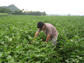 Nông dân xã Ngọc Lương tập trung chăm sóc cây đậu tương vụ xuân.
