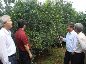 Lãnh đạo tỉnh và huyện Cao Phong thăm vườn cam chất lượng cao tại thị trấn Cao Phong