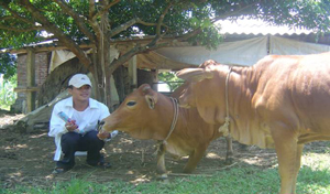 Bò đực giống lai của mô hình phát triển tốt hứa hẹn lai tạo thành công đàn bò vàng địa phương tại xã Bắc Sơn (Tân Lạc).