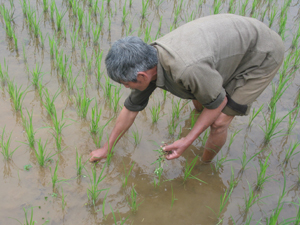Nông dân xóm Quyết Tiến, xã Vũ Lâm (Lạc Sơn) tập trung chăm sóc lúa chiêm - xuân trà muộn.