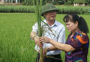 Lãnh đạo ngành NN - PTNT và huyện Lạc Sơn kiểm tra dịch bệnh hại lúa tại xã Bình Cảng.