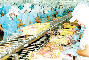 Chế biến cá tra xuất khẩu thu hút nhiều lao động ở các tỉnh ĐBSCL