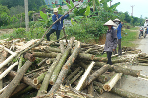 Nhân dân xã Liên Hòa (Lạc Thủy) khai thác vùng trồng rừng theo dự án cho thu nhâp 40 triệu/ha.
