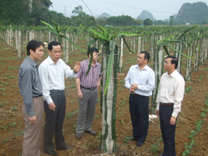 Đồng chí Nguyễn Văn Quang, Phó Bí thư Thường trực Tỉnh ủy thăm mô hình trồng thanh long lòng đỏ tại Công ty TNHH MTV Sông Bôi.