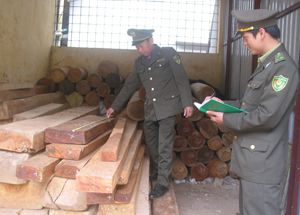Lực lượng kiểm lâm huyện Mai Châu lập biên bản xử lý các trường hợp buôn bán, vận chuyển gỗ trái phép.