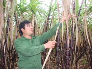 Nhiều hộ dân xóm Đồng Ngoài, xã Vĩnh Tiến (Kim Bôi) đã đưa cây mía trở thành chủ lực trong chuyển đổi cơ cấu cây trồng.