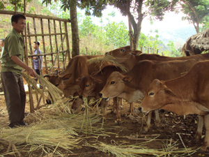 Nhiều hộ dân ở xã Mai Hịch (Mai Châu) đầu tư phát triển đàn trâu, bò theo hướng trang trại.