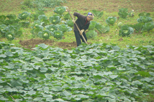 Nông dân xã Nhuận Trạch tập trung chăm sóc cây màu vụ xuân.
