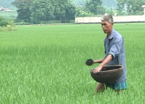 Bà con nông dân xã Thượng Cốc (Lạc Sơn) chăm sóc lúa chiêm xuân theo khung thời vụ.