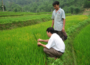 Cán bộ Chi cục BVTV kiểm tra diễn biến bệnh đạo ôn tại cánh đồng xã Do Nhân, huyện Tân Lạc.