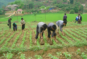 Cán bộ Trạm KN huyện Kỳ Sơn hướng dẫn bà con nông dân xã vùng cao Độc Lập cách trồng và chăm sóc cây đậu tương vụ xuân.