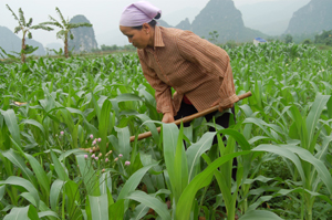 Nông dân xã Hợp Kim (Kim Bôi) chuyển diện tích lúa bị hạn sang trồng ngô.