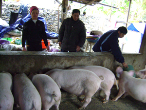 Nhân dân xóm Tre Thị, xã Trung Bì phát triển chăn nuôi tăng thu nhập.
