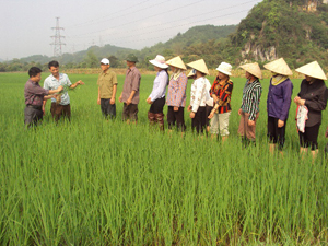 Cán bộ trạm BVTV Kỳ Sơn đang hướng dẫn bà con nông dân cách nhận biết các biểu hiện của cây lúa bị bệnh lùn sọc đen.