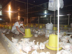 Một số hộ dân nhận khoán của công ty đã liên danh hợp tác phát triển trang trại nuôi gà thịt công nghiệp.