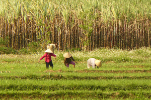 Nông dân xóm Ngái, xã Yên Lập, tập trung chăm sóc lúa chiêm - xuân.
