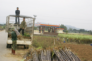 Nông dân xã Tây Phong thu hoạch mía tím, thu nhập bình quân 165 triệu đồng/ha.
