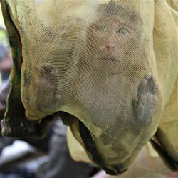 Một con khỉ bị bắt trong rừng tại Campuchia.