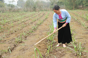 Nông dân xã Đa Phúc (Yên Thủy) phát triển trồng mía hàng hoá đem lại giá trị  kinh tế cao.