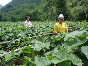Nhân dân xã Quyết Chiến (Tân Lạc) trồng su su lấy ngọn cho thu nhập cao.